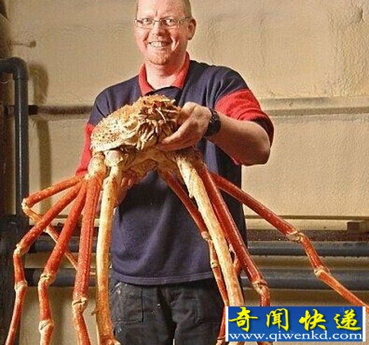 巨型杀人蟹蜘蛛蟹形似蜘蛛 凶猛杀伤力令人毛骨悚然