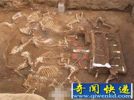西安财院新校区挖出秦始皇祖母墓图组