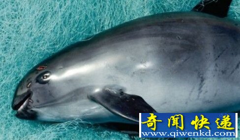 自然界最孤独最稀少的动物 远东豹30只个体存活