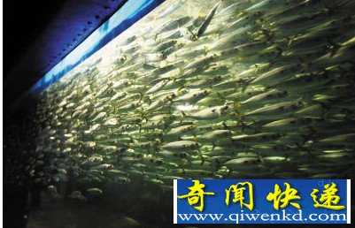 亚洲最大人工鲐鱼群在老虎滩珊瑚馆曝光