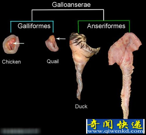 图解为什么鸡没有小JJ生殖器 鸭勃起图片