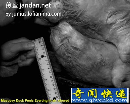 图解为什么鸡没有小JJ生殖器 鸭勃起图片
