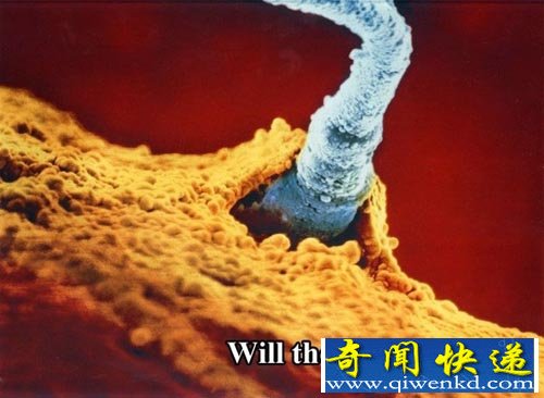 精子卵子相遇:探索胎儿生命形成全过程