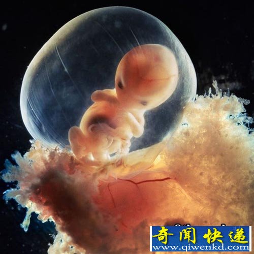 精子卵子相遇:探索胎儿生命形成全过程