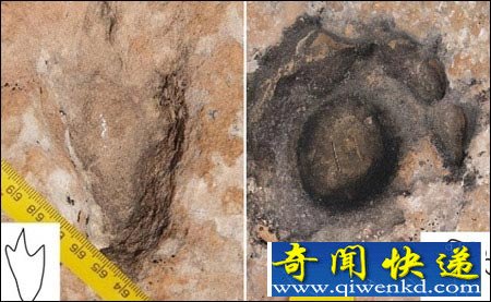 美发现千只恐龙聚集的"恐龙舞池"【图文】
