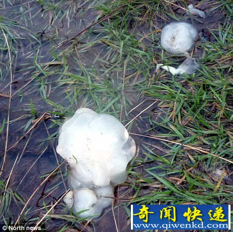 英国出现的半透明"果冻"被疑似为外星物质
