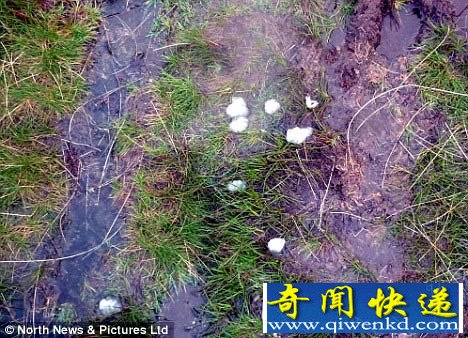 英国出现的半透明"果冻"被疑似为外星物质