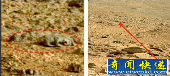 美宇航局的火星照片被疑有蜥蜴生命体【图文】