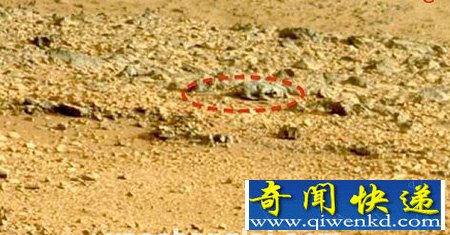 美宇航局的火星照片被疑有蜥蜴生命体【图文】