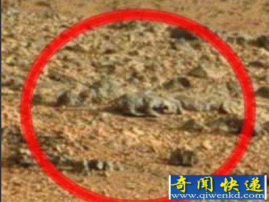 美宇航局的火星照片被疑有蜥蜴生命体【图文】