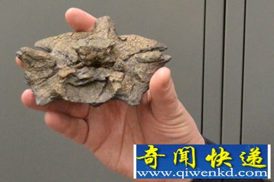 15米长重1吨可吞鳄鱼超级史前巨蟒被科学家复原