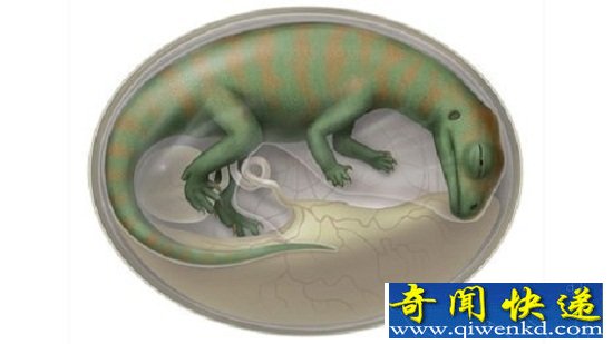 ����ѧ�������ÿ�����ʯ��̥�Ӷ����ؽ������ɳ��켣