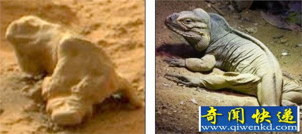 好奇号在火星上拍到神秘生物 外形酷似鬣蜥