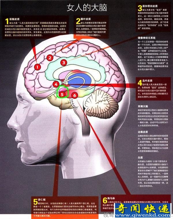 同性恋大脑结构异於常人?