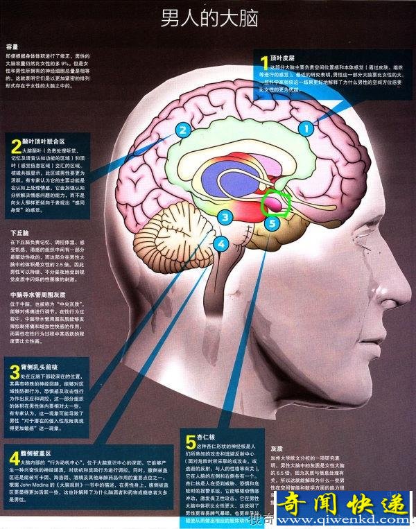 同性恋大脑结构异於常人?