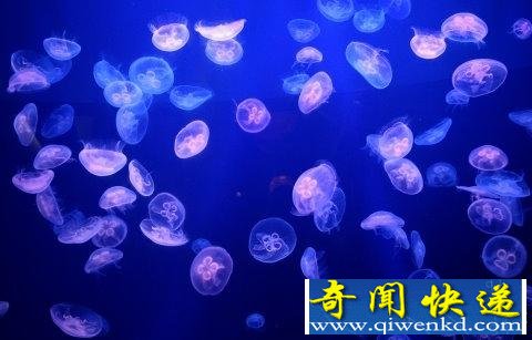 南韩发明「水母杀手」机器人 1小时可杀爆9百公斤!