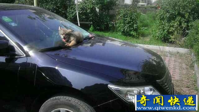 ����С��׹¥����¥�³��� ���Ҵ�����ؼ���