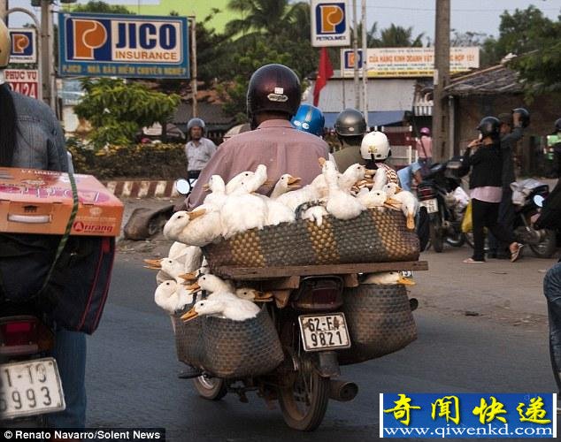 Խ��������Ħ����40ֻ����� ��Ⱥ������һǱ��