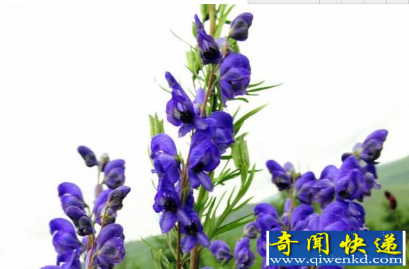 ���ϰ�ҩ���Ϻ����Գɷ֡��ϳ��ݡ�  �ƾ����������޶���