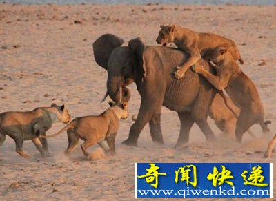 8���С��������Ⱥ   ��ʨ�ӻ�������