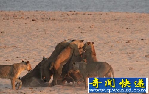 8���С��������Ⱥ   ��ʨ�ӻ�������