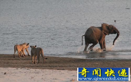 8���С��������Ⱥ   ��ʨ�ӻ�������