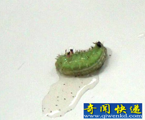 ĳ���ӱ��������ӡ��ݺ�����ݿ�֢״