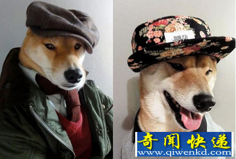 时尚犬模 月收入高达九万元