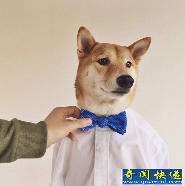 时尚犬模 月收入高达九万元