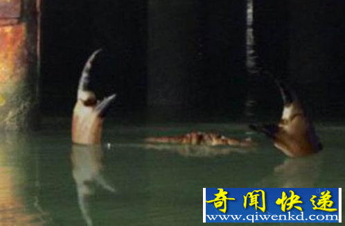 ��з����Ӣ�� ����PS