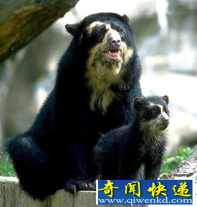 世界上九种吃人最多, 最危险的动物