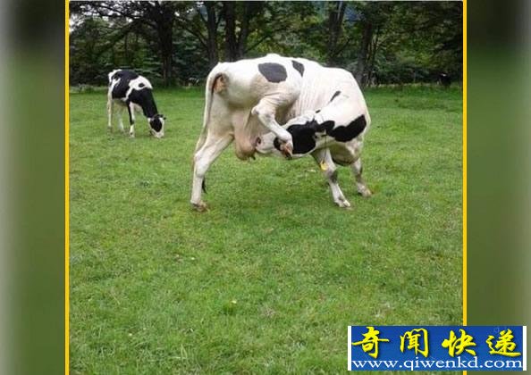  ţԼԼ