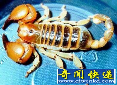 盘点中国八大恐怖蛊术 令人离奇死亡的神秘巫术