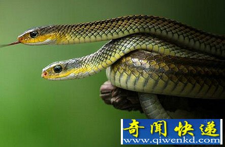 盘点中国八大恐怖蛊术 令人离奇死亡的神秘巫术