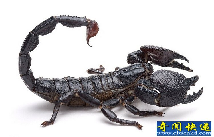 神秘悠久中国历史流传的蛊术传说