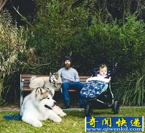 巨型阿拉斯加犬暖心守护小主人 画面温馨感人