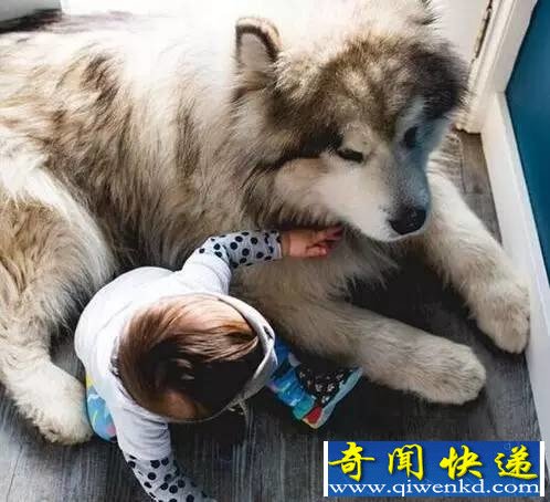 巨型阿拉斯加犬暖心守护小主人 画面温馨感人