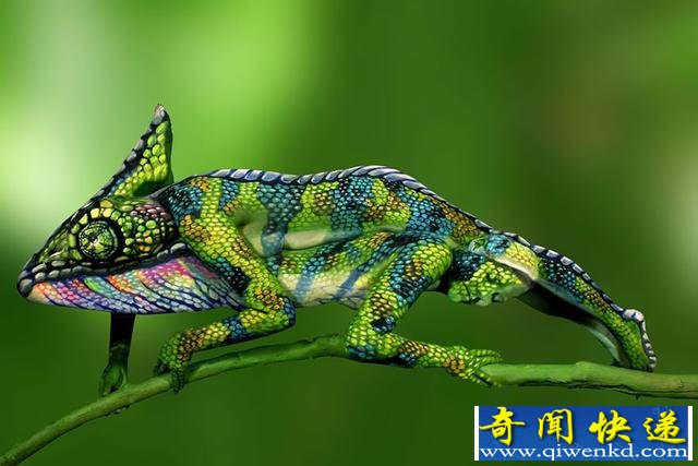 这些动物是人体彩绘而成的 小编竟没看出来