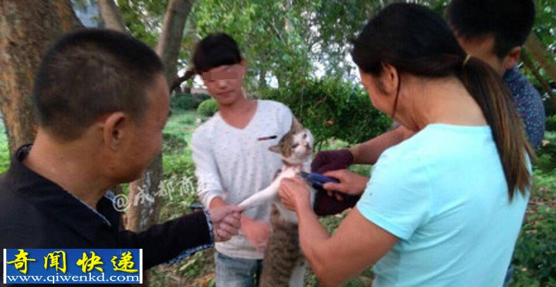 浙江:多名男女笑着用刀残忍活剥小猫 恐怖慎看