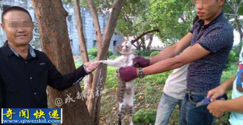 浙江:多名男女笑着用刀残忍活剥小猫 恐怖慎看