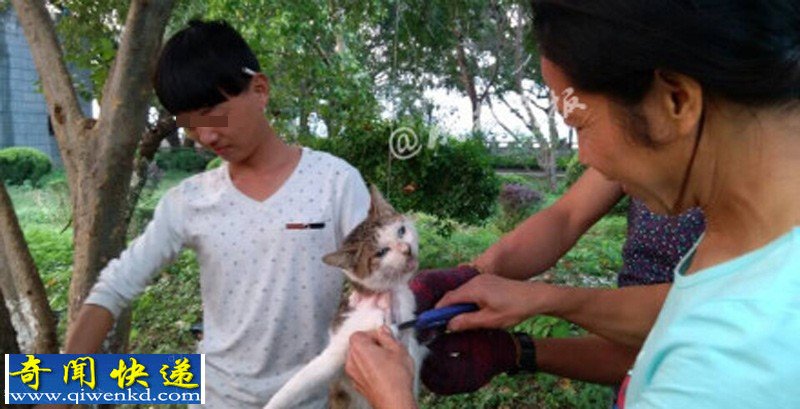 浙江:多名男女笑着用刀残忍活剥小猫 恐怖慎看
