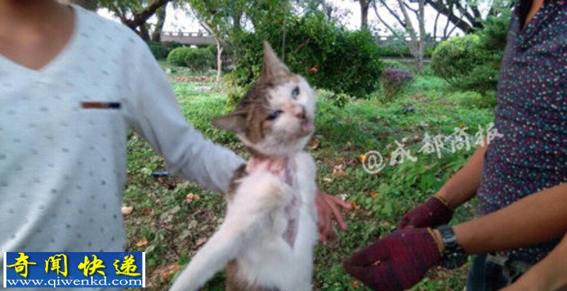 浙江:多名男女笑着用刀残忍活剥小猫 恐怖慎看