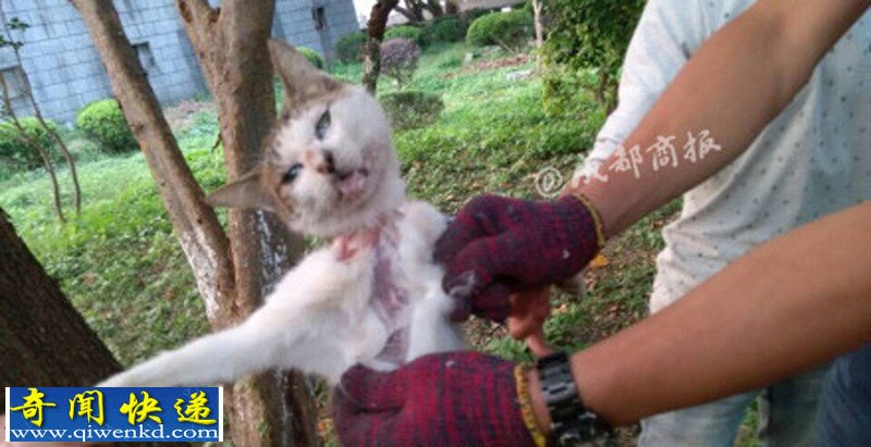 浙江:多名男女笑着用刀残忍活剥小猫 恐怖慎看