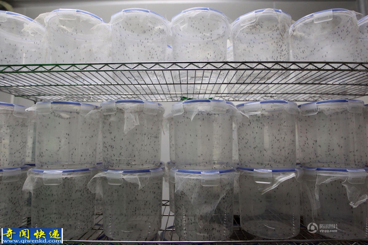 世界最大的蚊子工厂每周可产50万只绝育蚊子