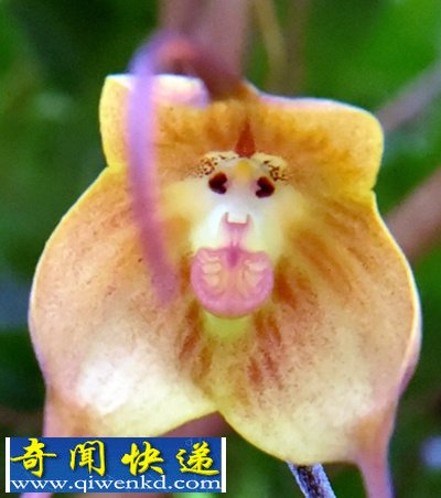 日本植物园产出“猴脸兰花” 惊呆参观人员