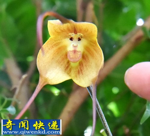 日本植物园产出“猴脸兰花” 惊呆参观人员