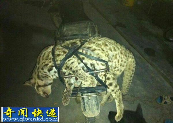 男子网上炫耀猎杀国家一级保护动物 网友呼吁严惩