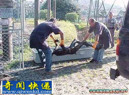 被雷劈死的男子瞬间变成焦炭