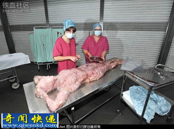 血腥的“人肉屠宰店” 你吓到了没?(图1) 世界首家“人类屠宰场 用牲畜肉做肢解人体