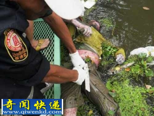 胆小慎看 国外法医现场处理溺毙腐败尸体的方法